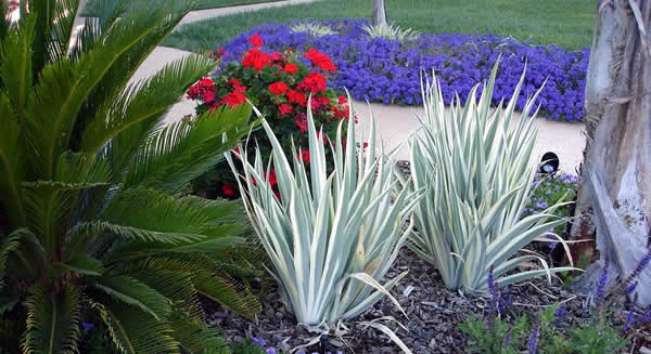 Drought-Tolerant Landscaping Sacramento